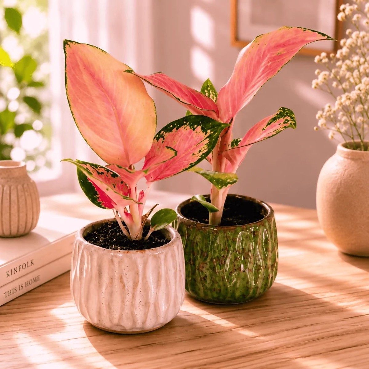 Aglaonema 'China Red' Rare TC Plant - Ethereal DNA