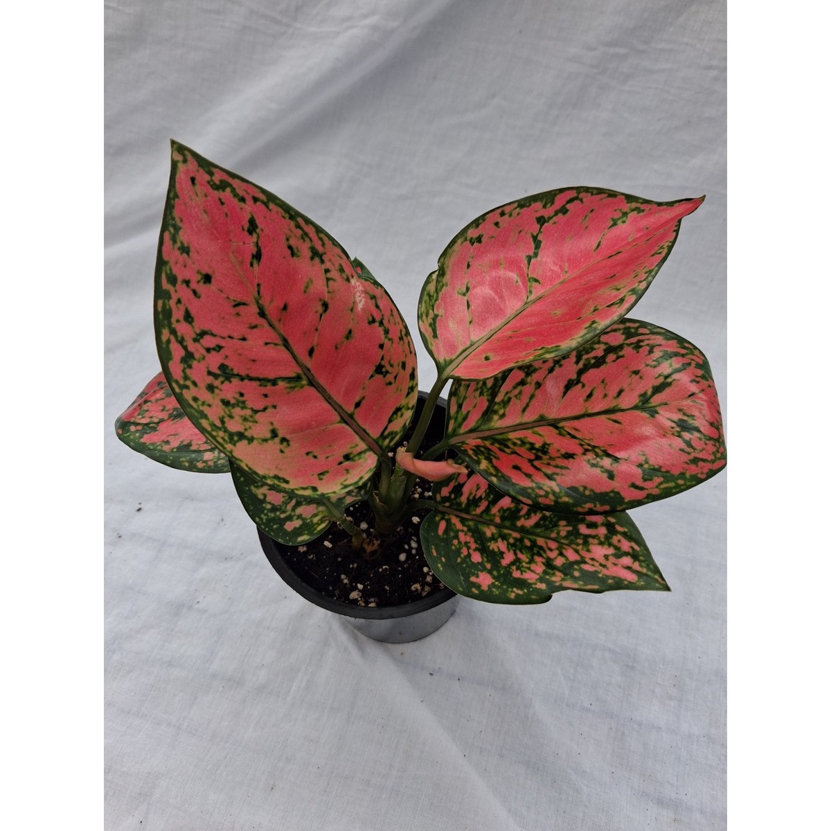 Aglaonema Red Valentine Vibrant Foliage Plant - Aloevera Greens