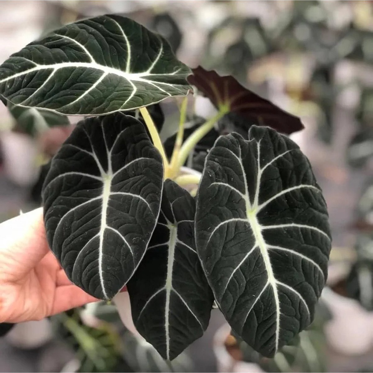 Alocasia Black Velvet Velvet Foliage – Aloevera Greens