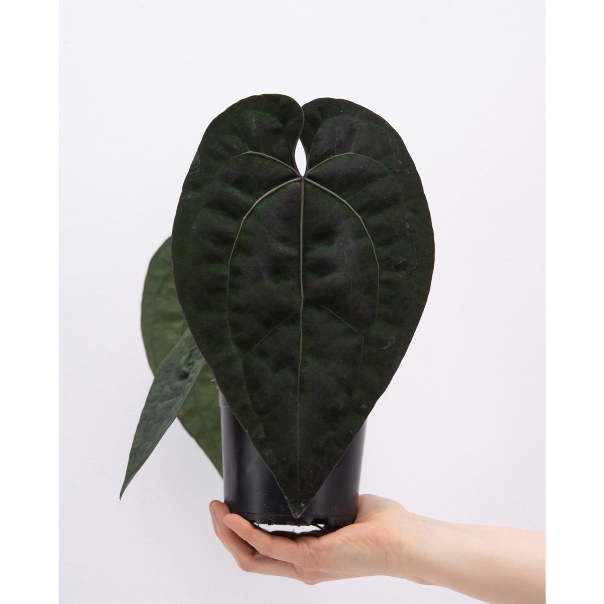 Anthurium Ace of Spades Rare Jiffy Sized TC plant- Aloevera Greens