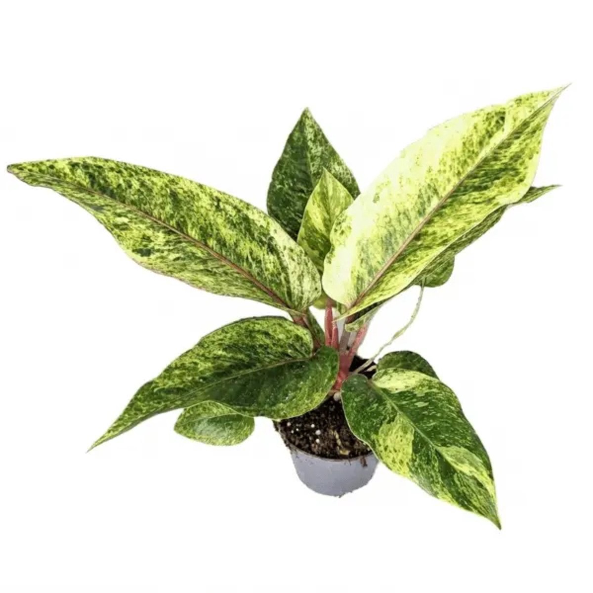 Anthurium Renaissance Variegated Variegated Jiffy Sized - Aloevera Greens