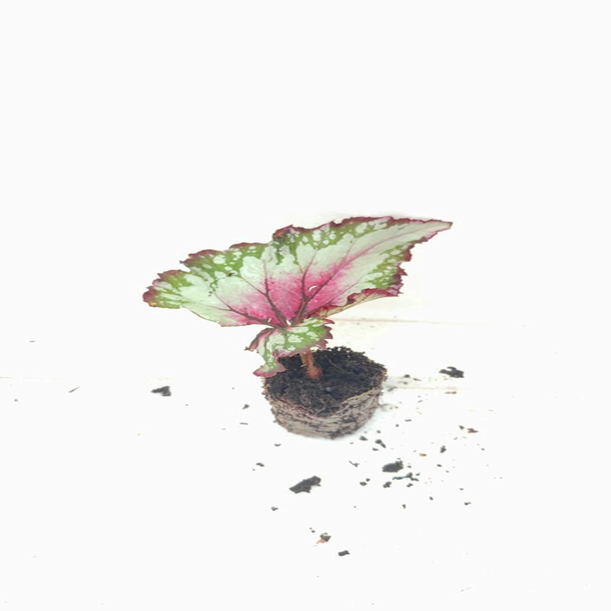 Begonia Purple Blush Rare TC Plant - Ethereal DNA