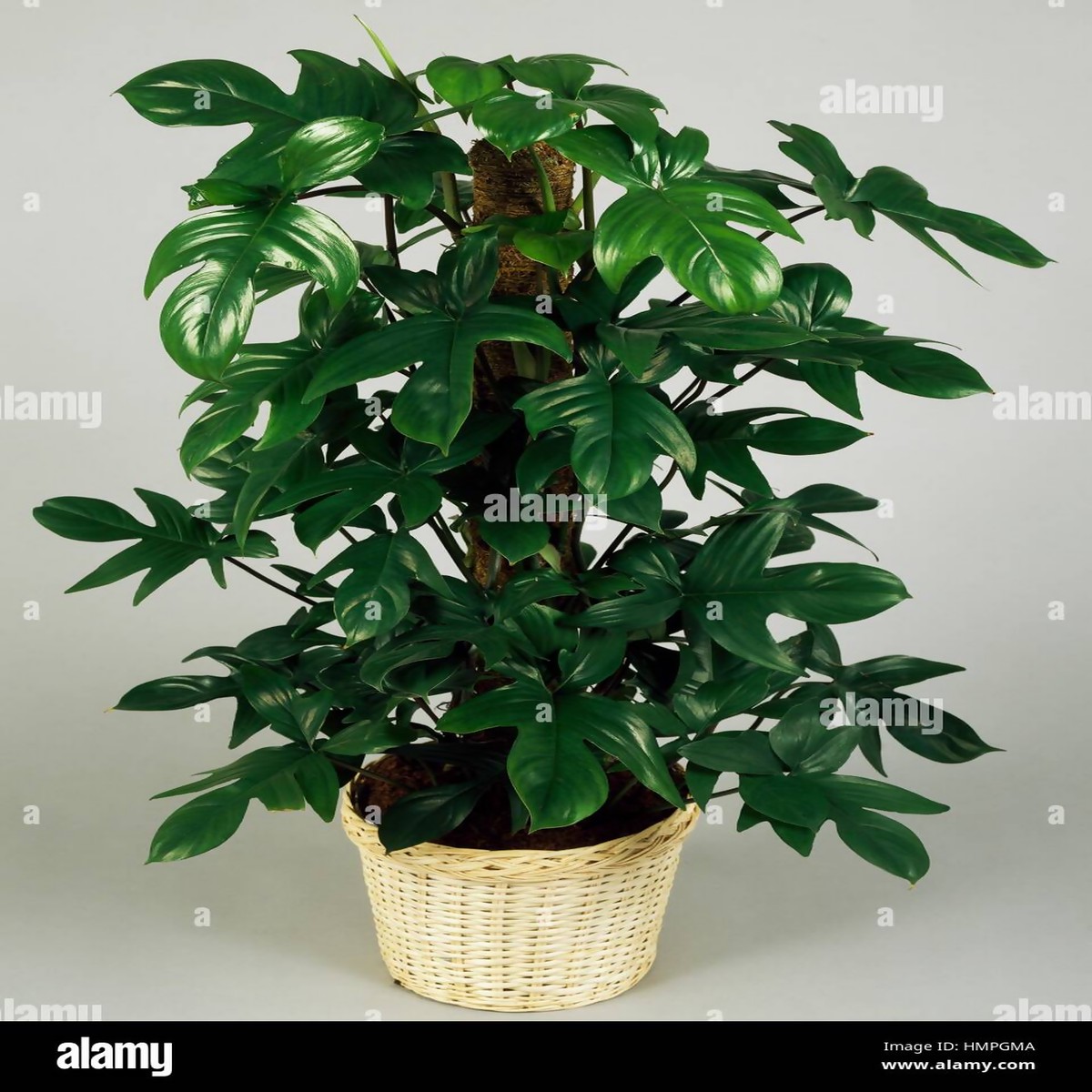 Cutleaf Philodendron Rare TC Plant - Ethereal DNA