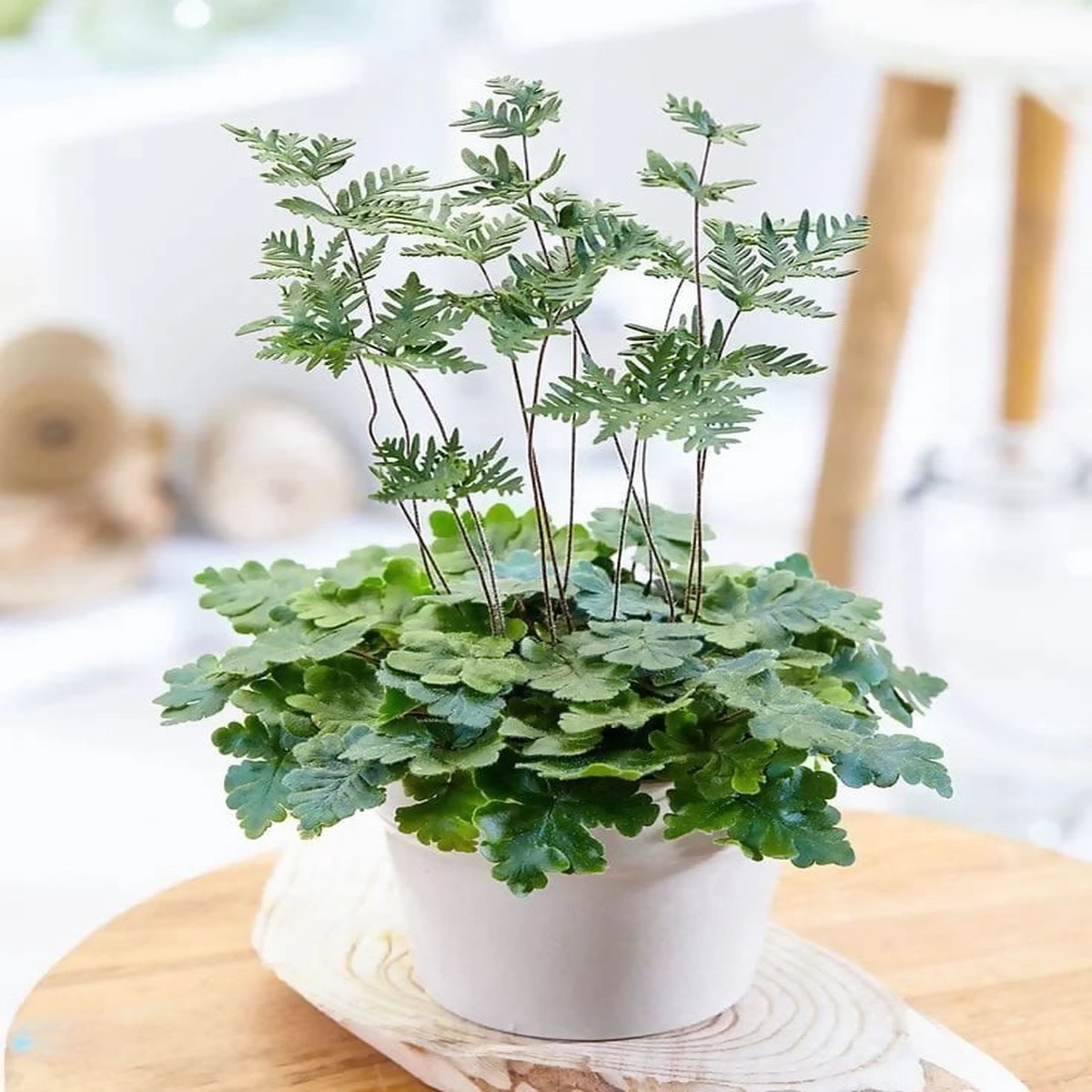 Gemmifera Fern Rare Starter TC Plant - Ethereal DNA