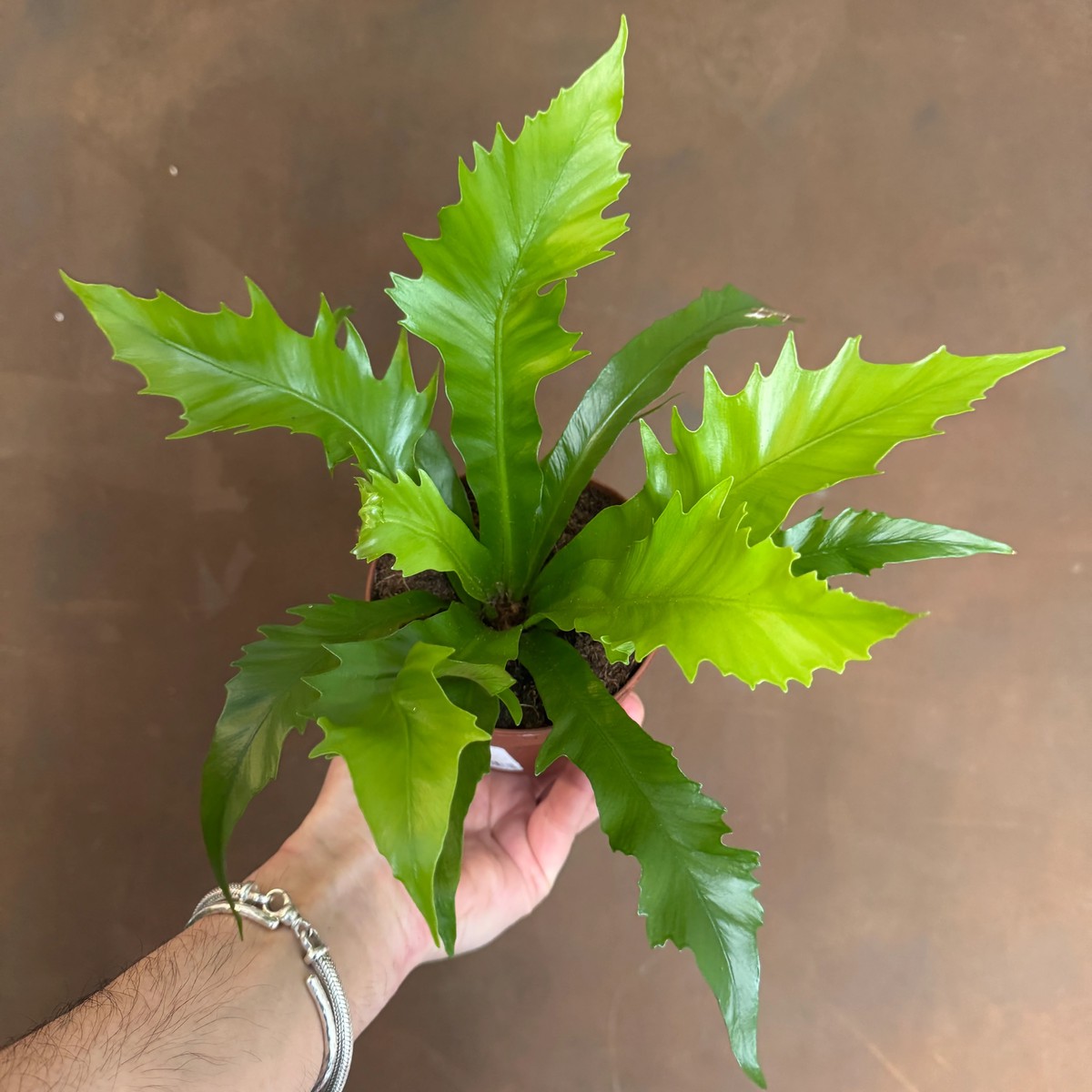 Gioia Bird's Nest Fern Rare TC Plant - Ethereal DNA