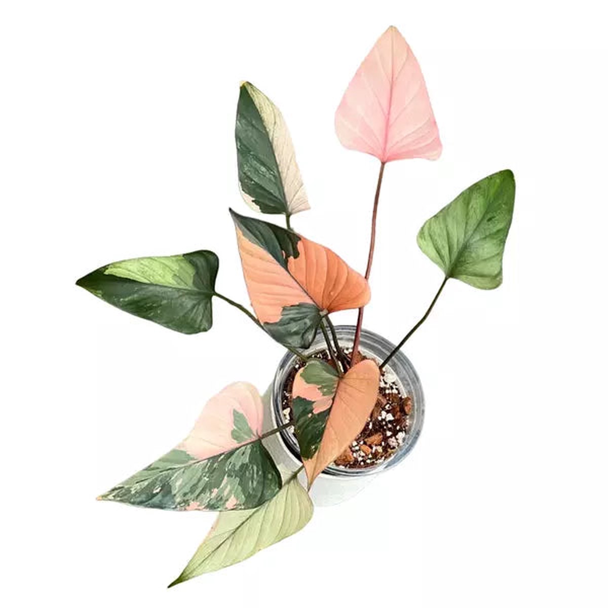 Homalomena Pink Diamond - Rare