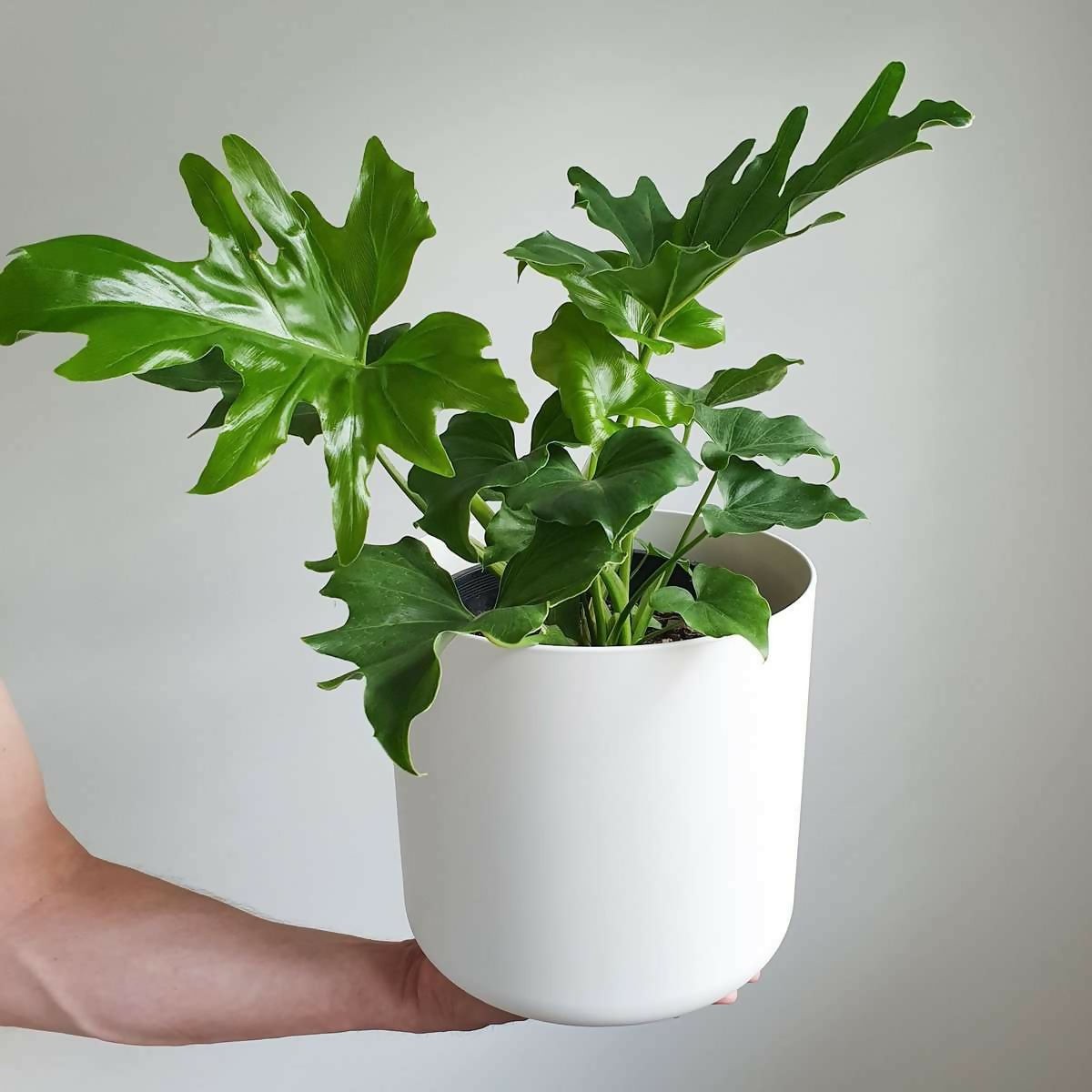 Hope Philodendron Rare Starter TC Plant - Ethereal DNA