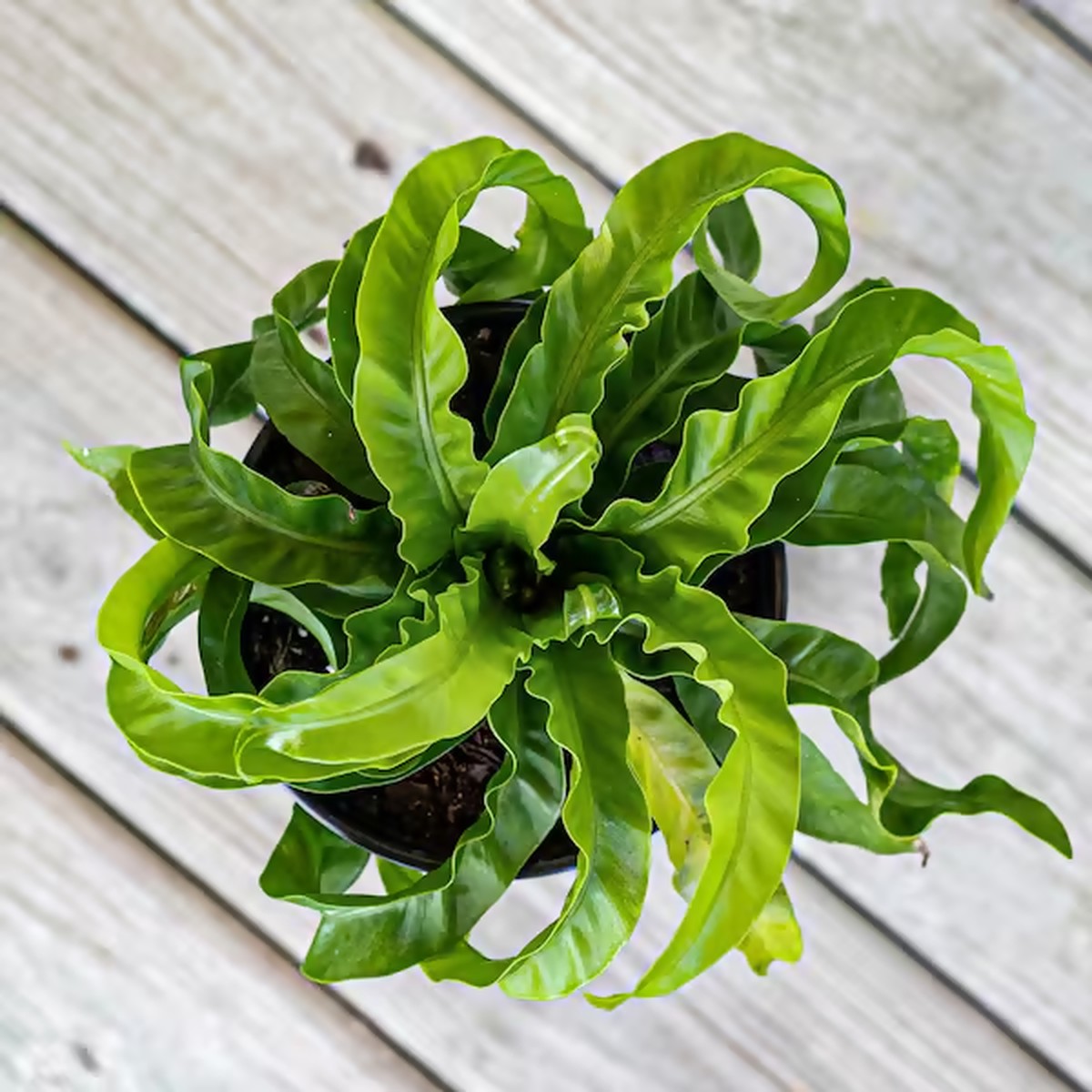 Hurricane Bird's Nest Fern Rare TC Plant - Ethereal DNA