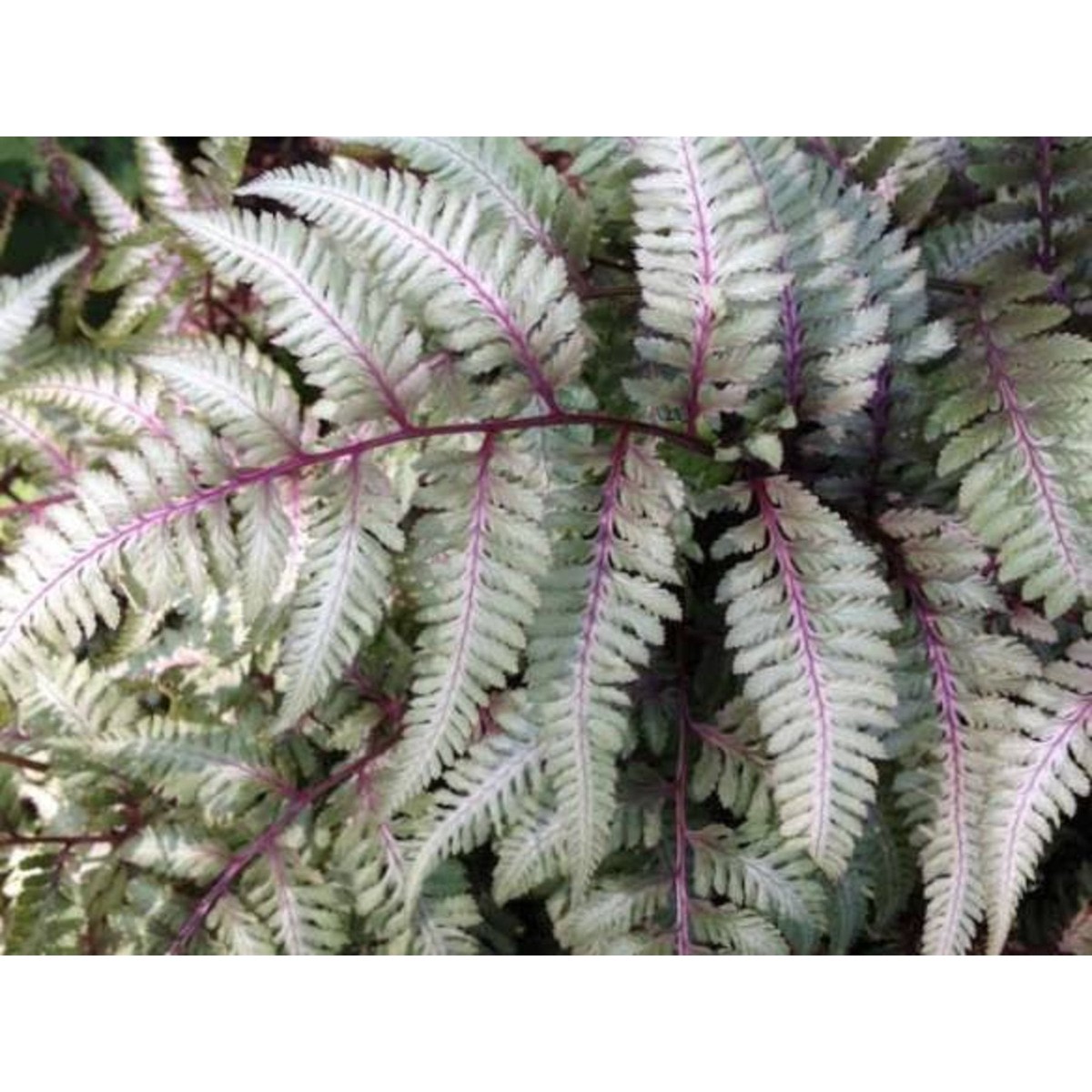 Japanese Painted Fern Athirium Niponicum fern- Vibrant Foliage Fern - Aloevera Greens