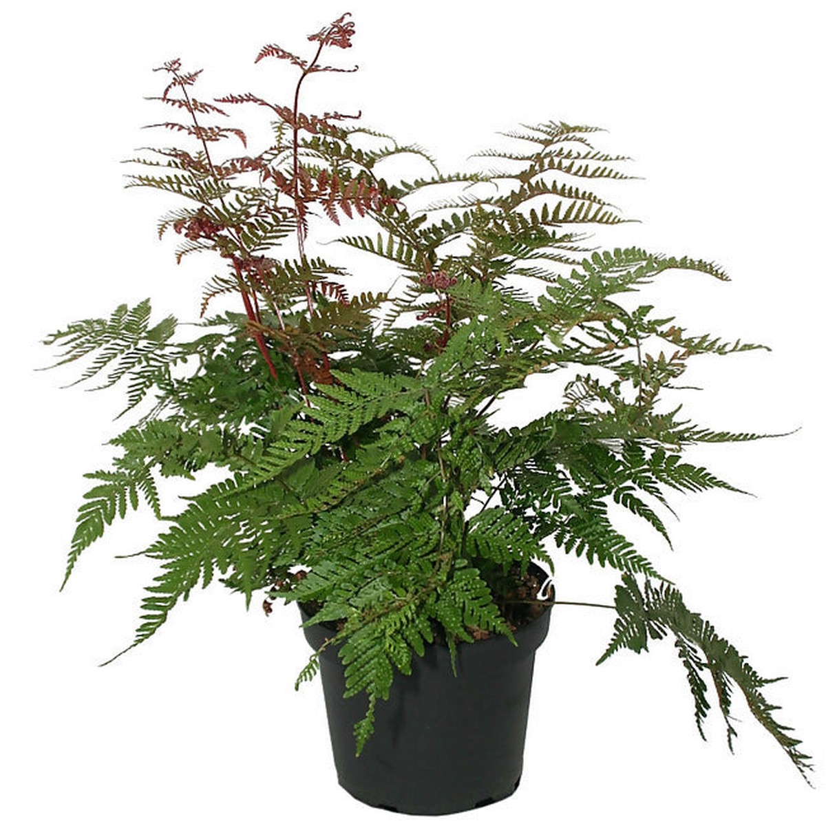 Japanese Rosy Buckler Fern Rare TC Plant - Ethereal DNA