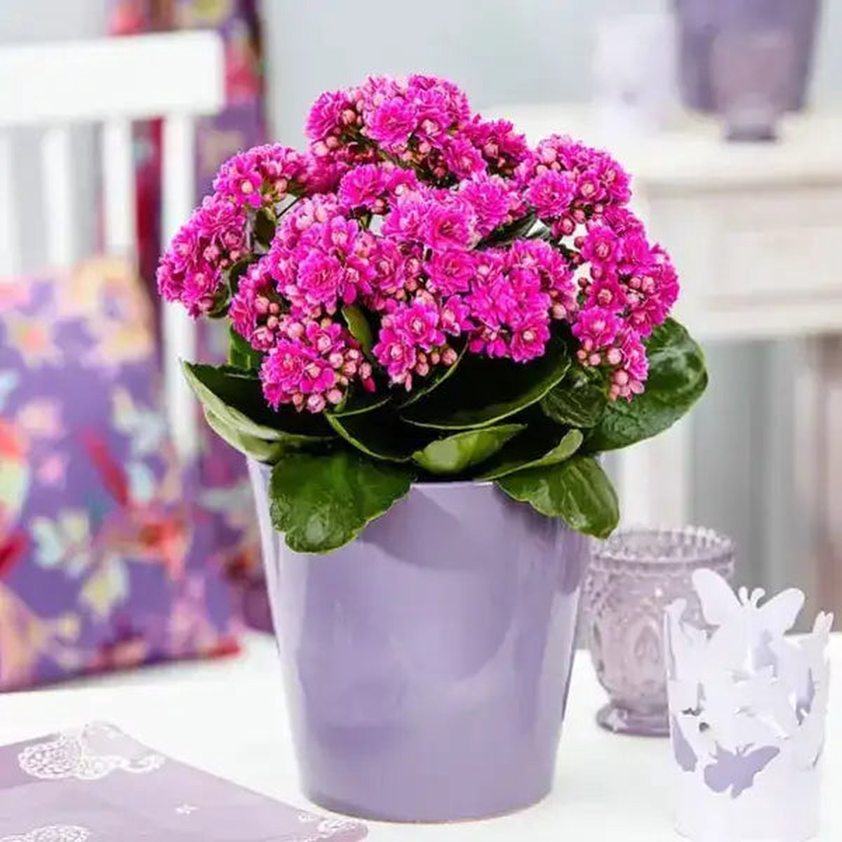 Kalanchoe Purple