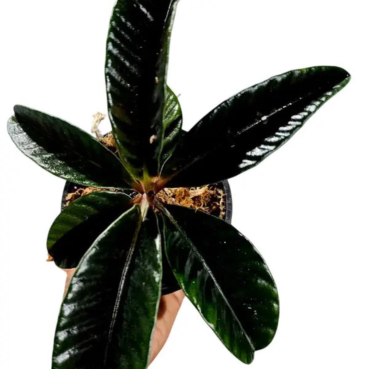 Labisia Butterfly