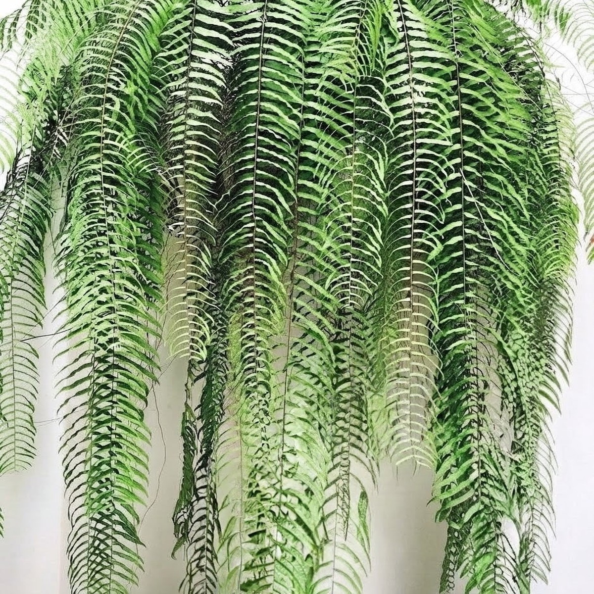 Lacy Pine Fern Knightiae - Hanging Live Plant - Aloevera Greens