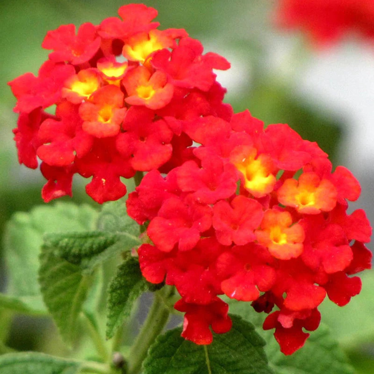 Lantana Red Flower- Lucky Red