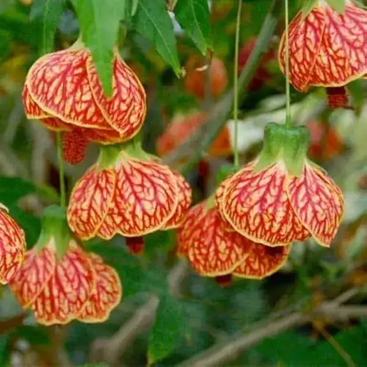 Lantern Hibiscus