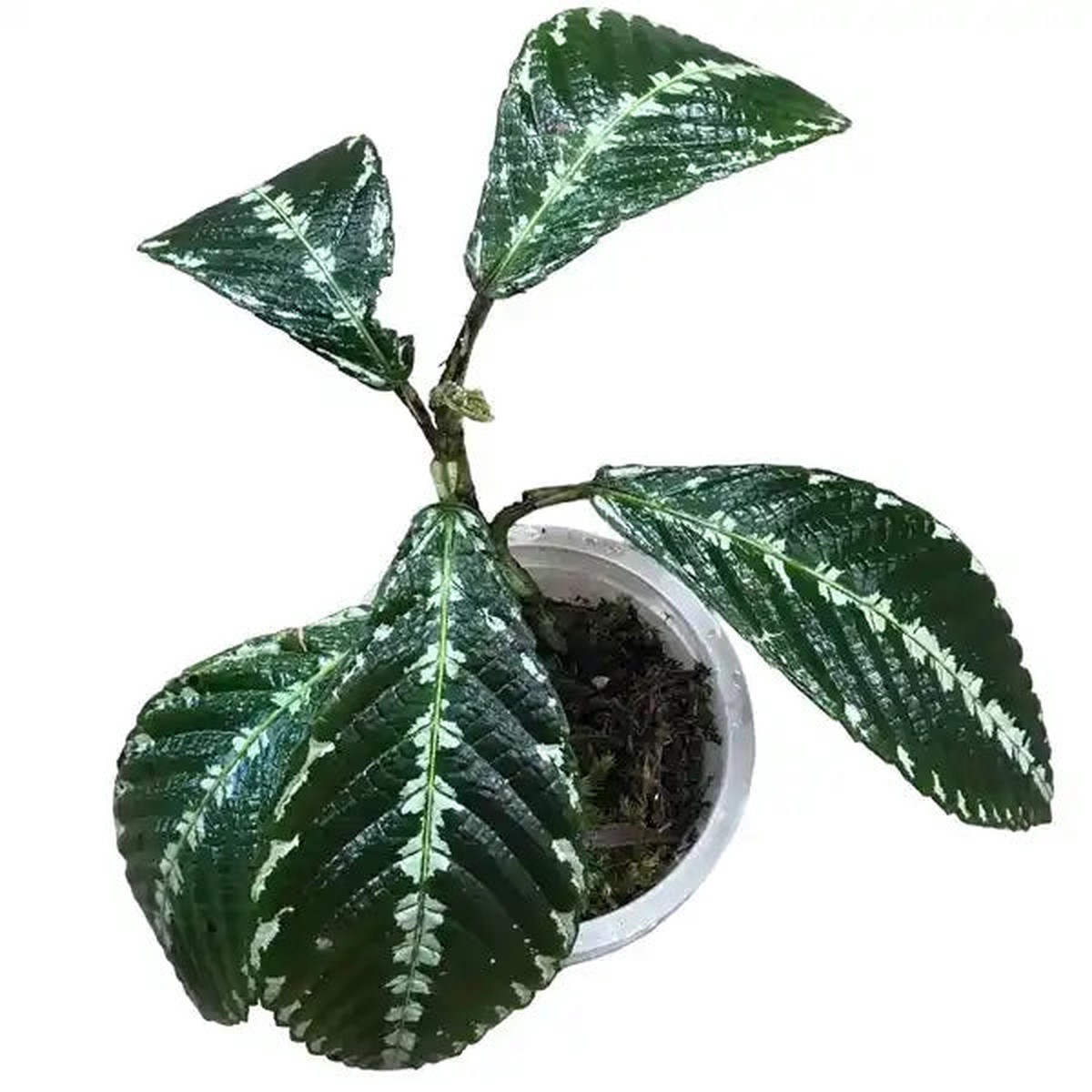Leea Zipeliana- Rare Plants