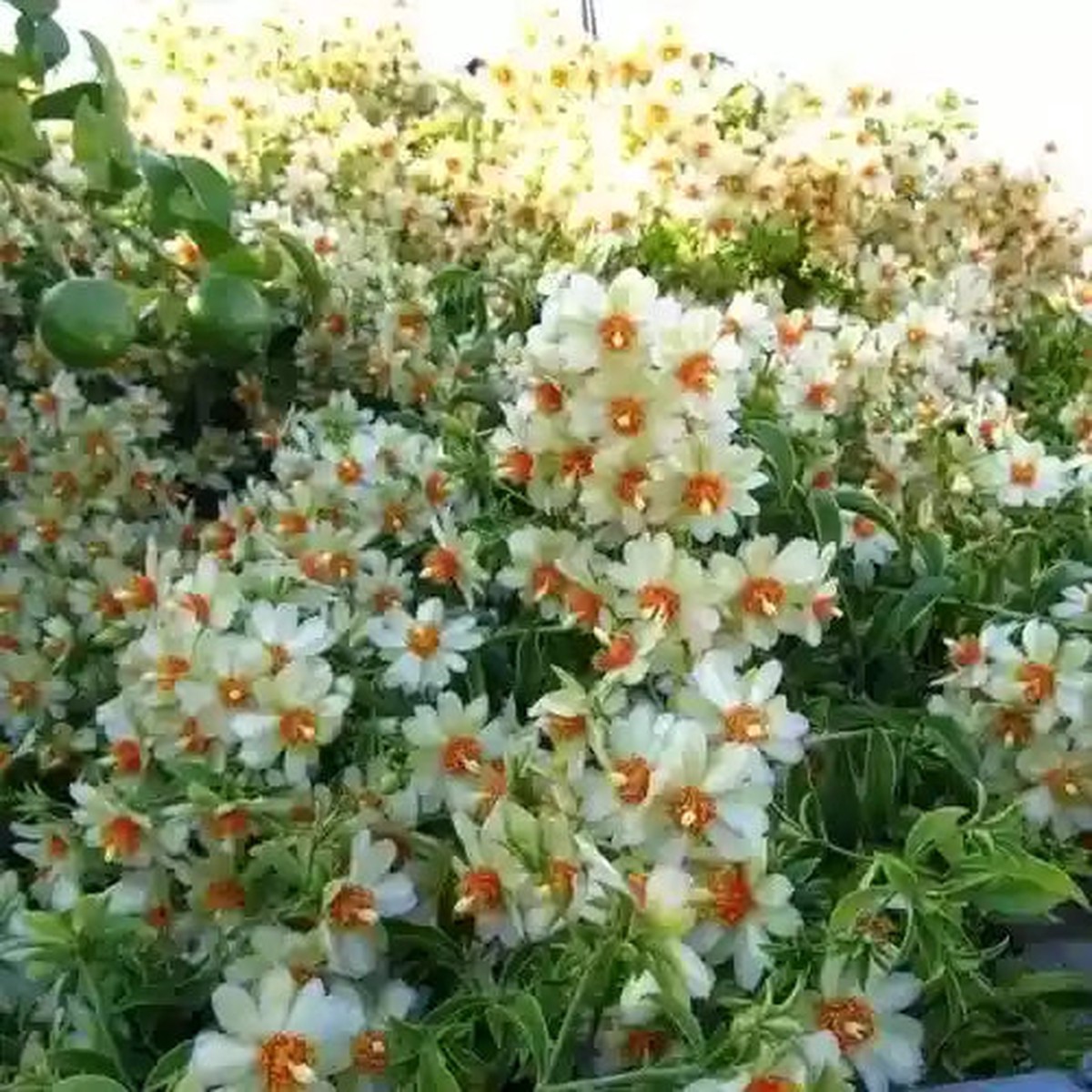Lemon vine, Pereskia Aculeata- Plant