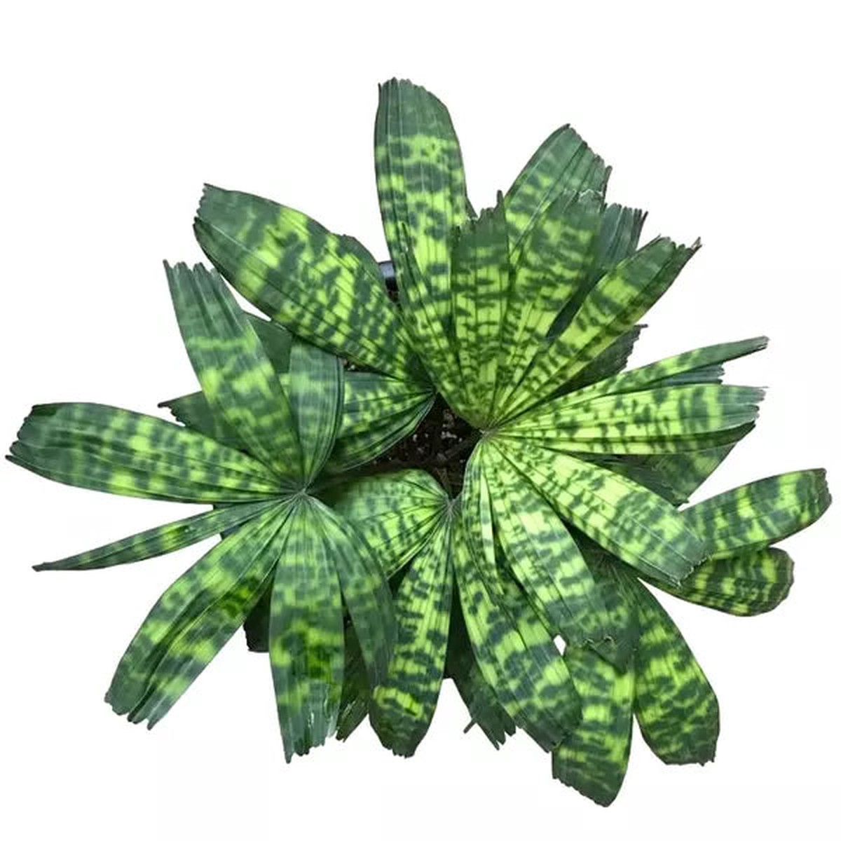 Licuala mattanensis 'Mapu', Paradise Palm - Rare