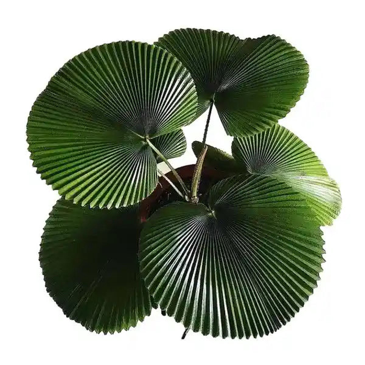 Licuala Orbicularis -Super Rare