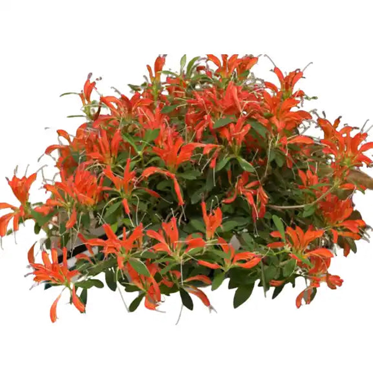 Lipstick Plant Fireworks (Aeschynanthus hybrid)