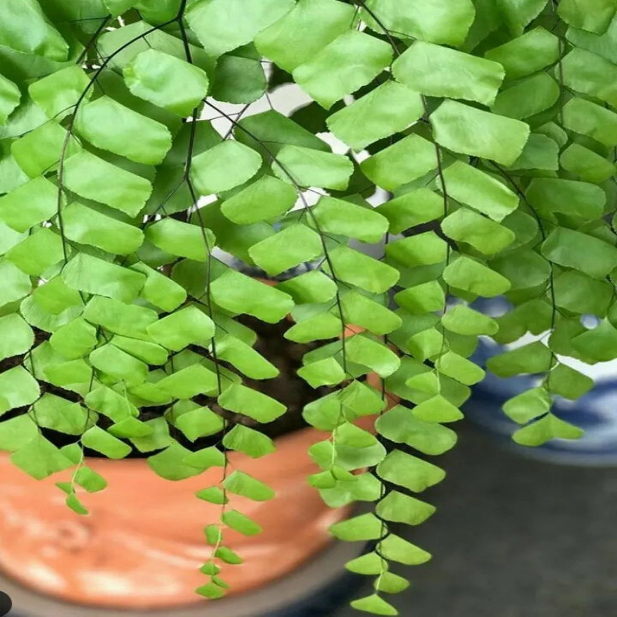 Maidenhair Fern Graceful Indoor Fern - Aloevera Greens