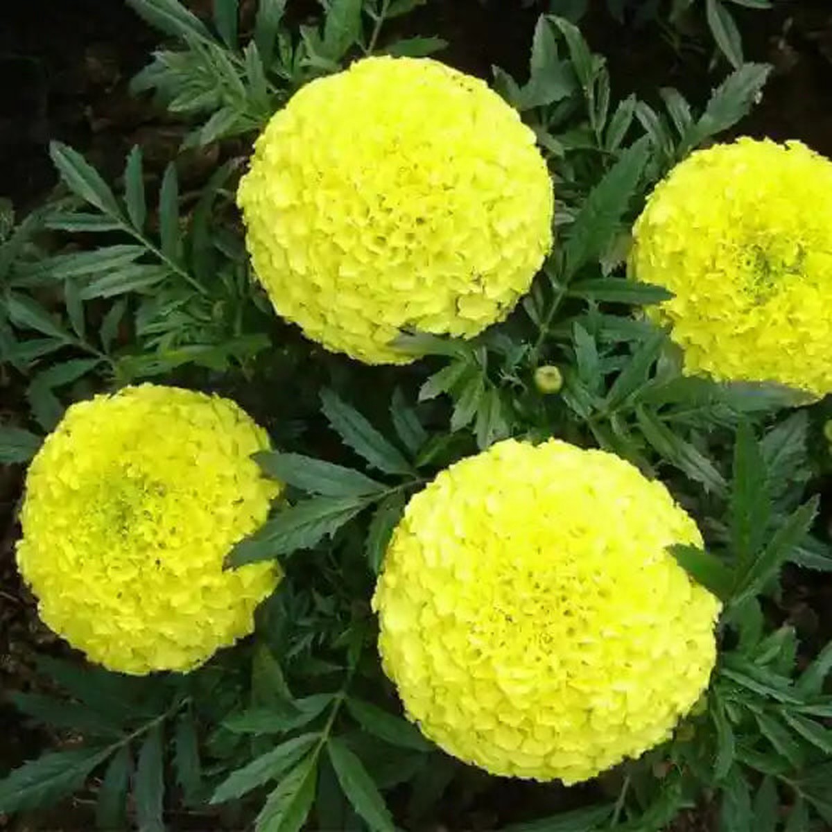 Marigold plant Seeds