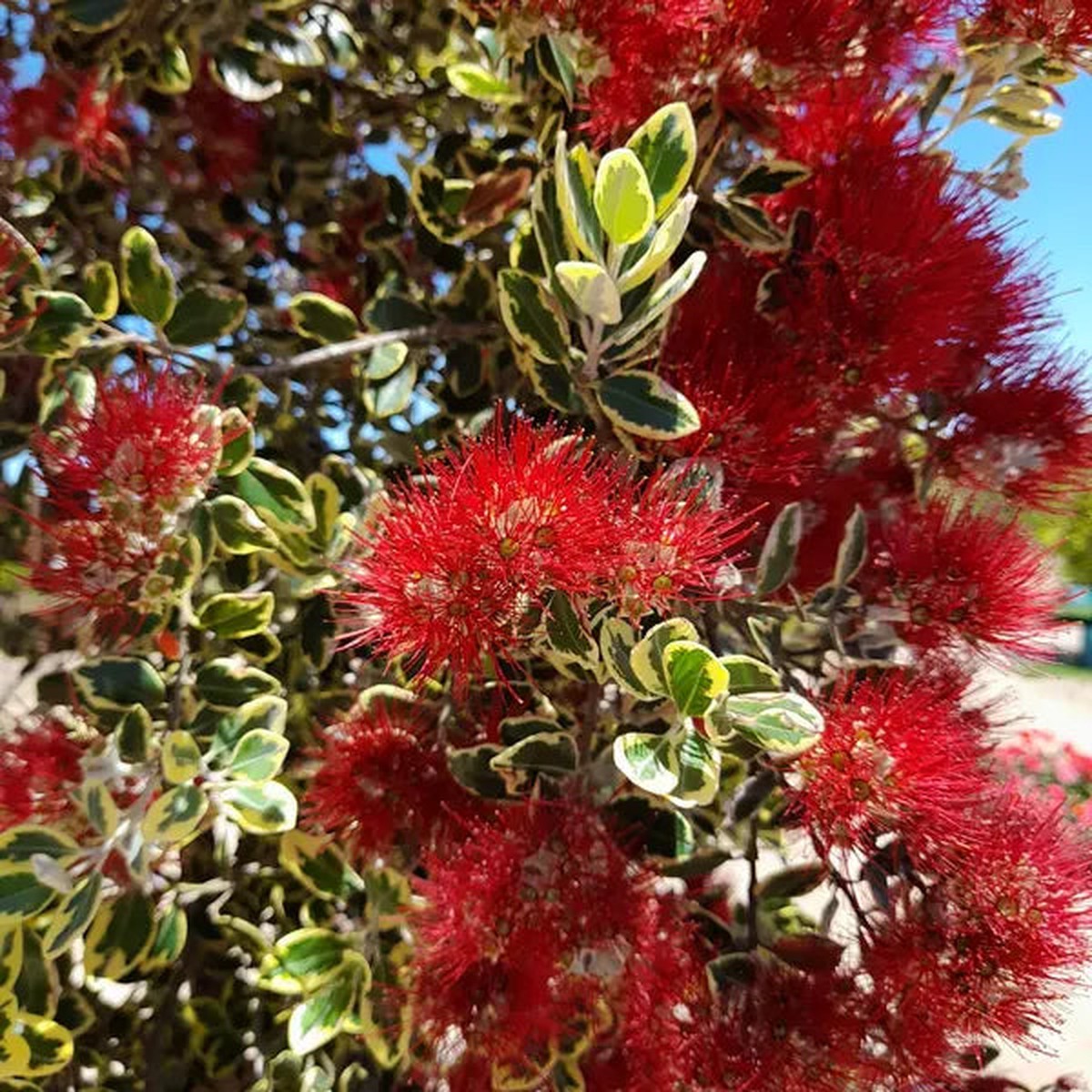 Metrosideros excelsa Variegated