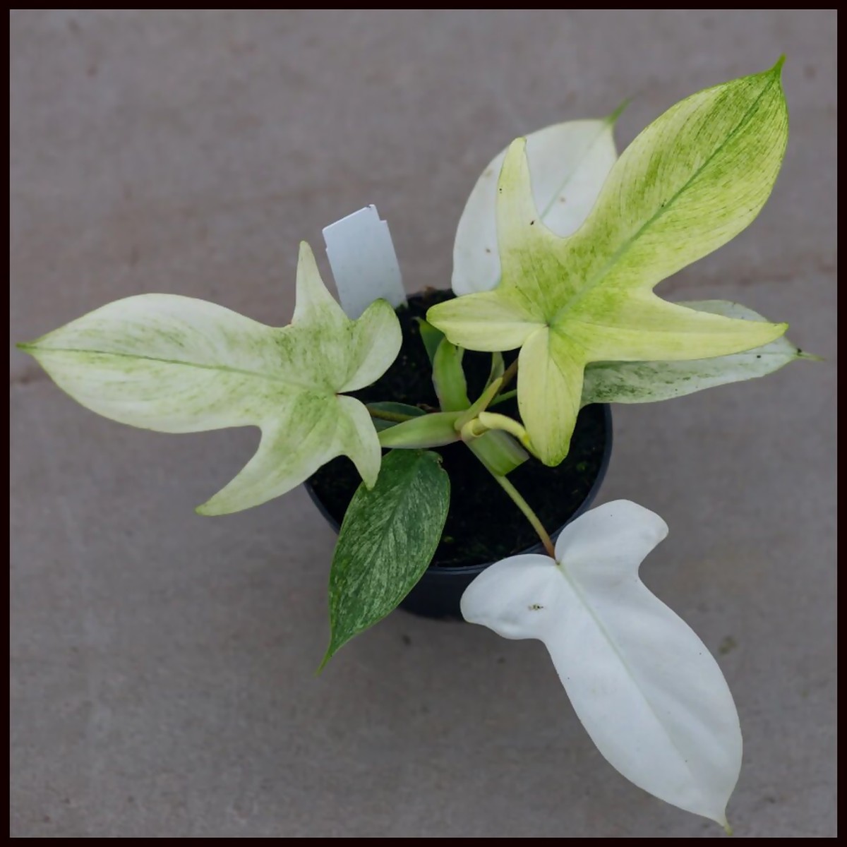 Mint Florida Ghost Philodendron Rare TC Plant - Ethereal DNA
