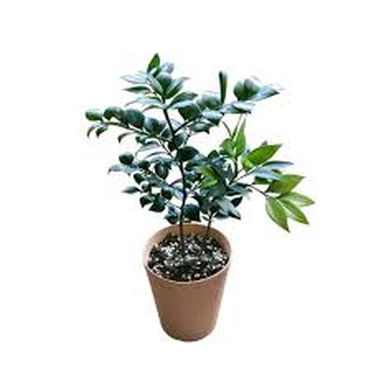 Nagi Podocarpus Rare Jiffy TC Plant - Ethereal DNA