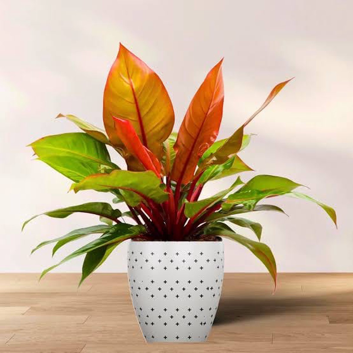 Philodendron McColley Finale - Jiffy sized - Cinnamon Live Plant - Aloevera Greens