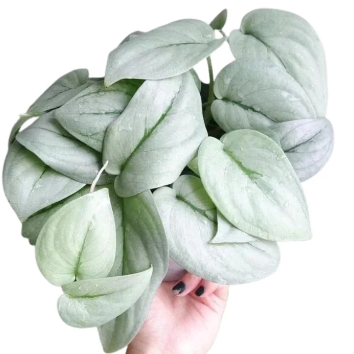 Scindapsus Platinum Java Striking Variegated Foliage - Aloevera Greens