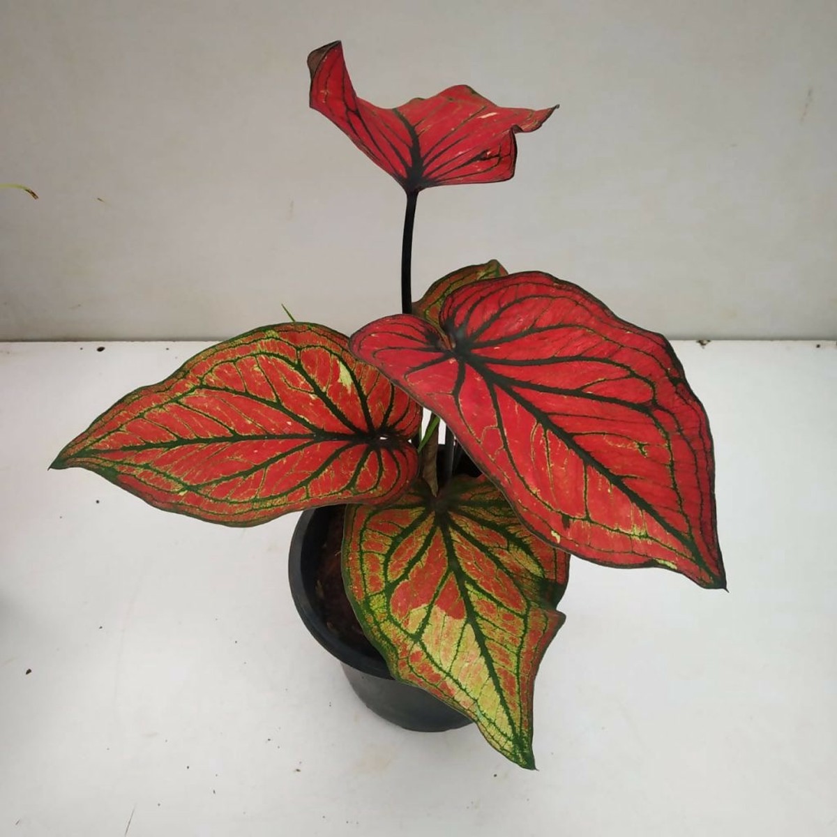 Super Daging Caladium Rare TC Plant - Ethereal DNA