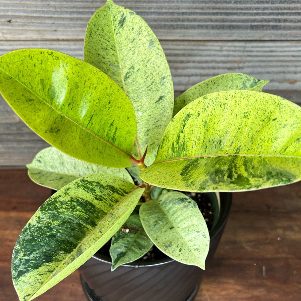 Variegated Rubber Plant Variegated Jiffy Sized - Aloevera Greens