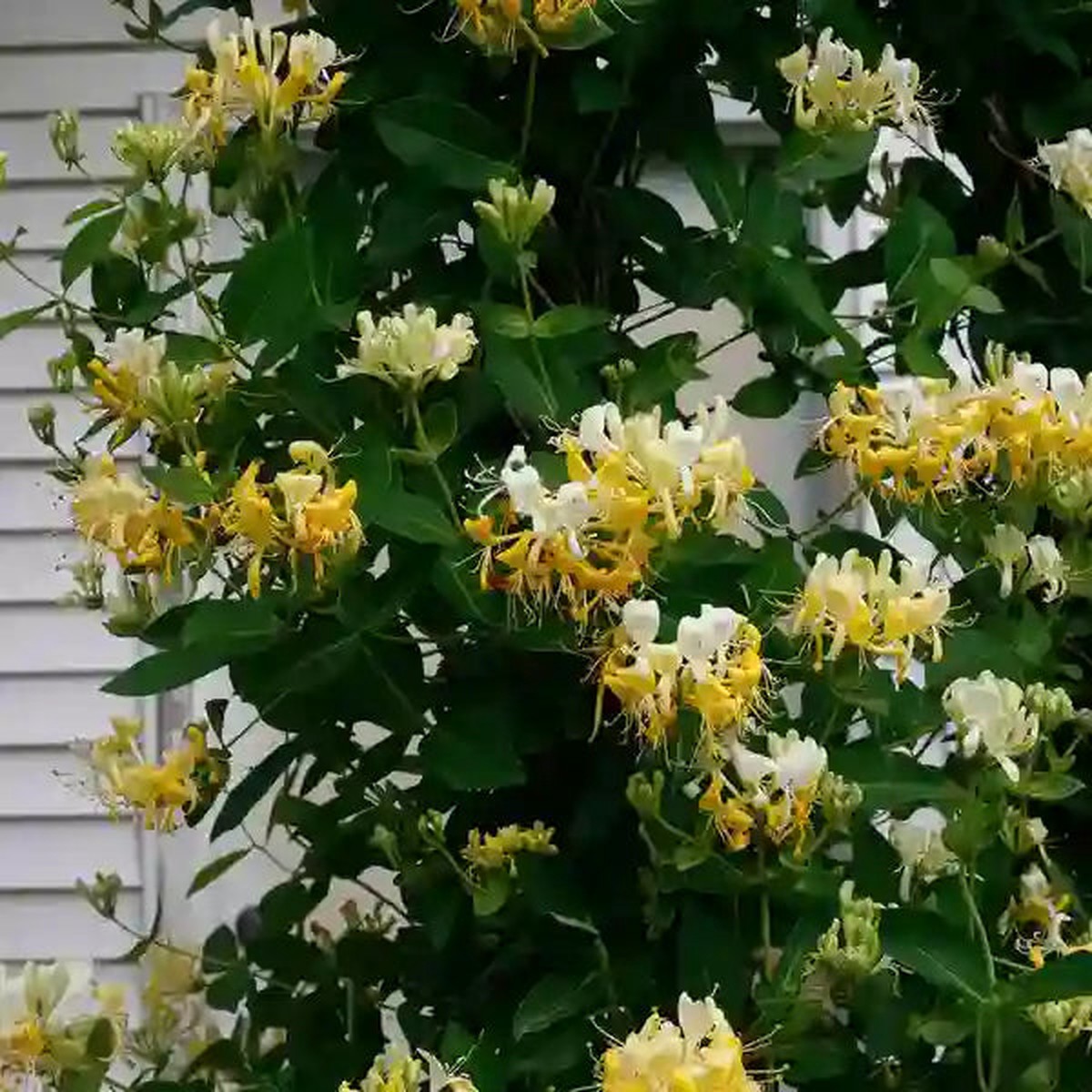 Honeysuckle Vine 'Scentsation'