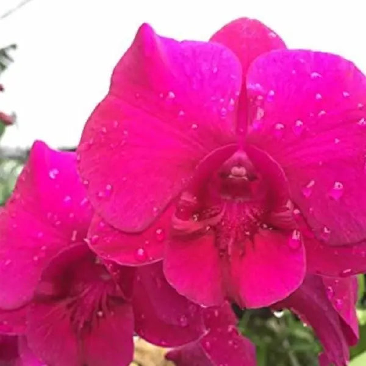 Dendrobium (DM-061)