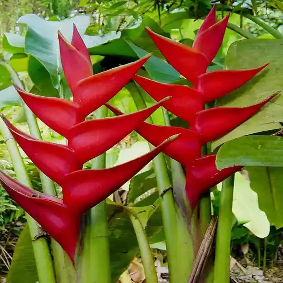 Heliconia St. Rose- Rhizomes