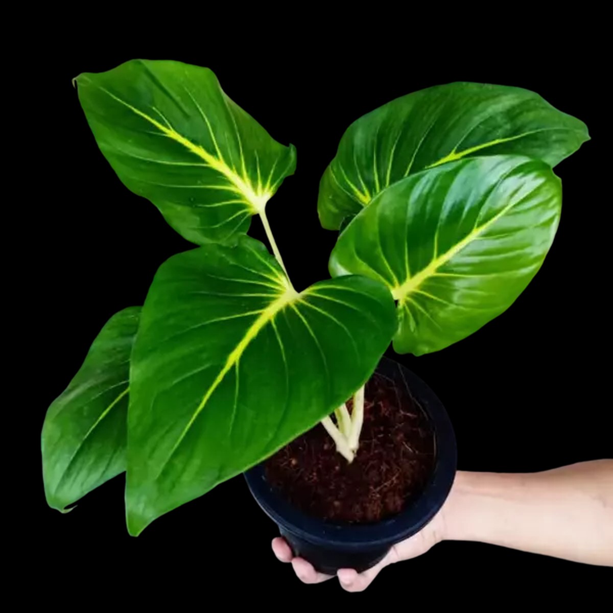 Homalomena Lindenii- Rare