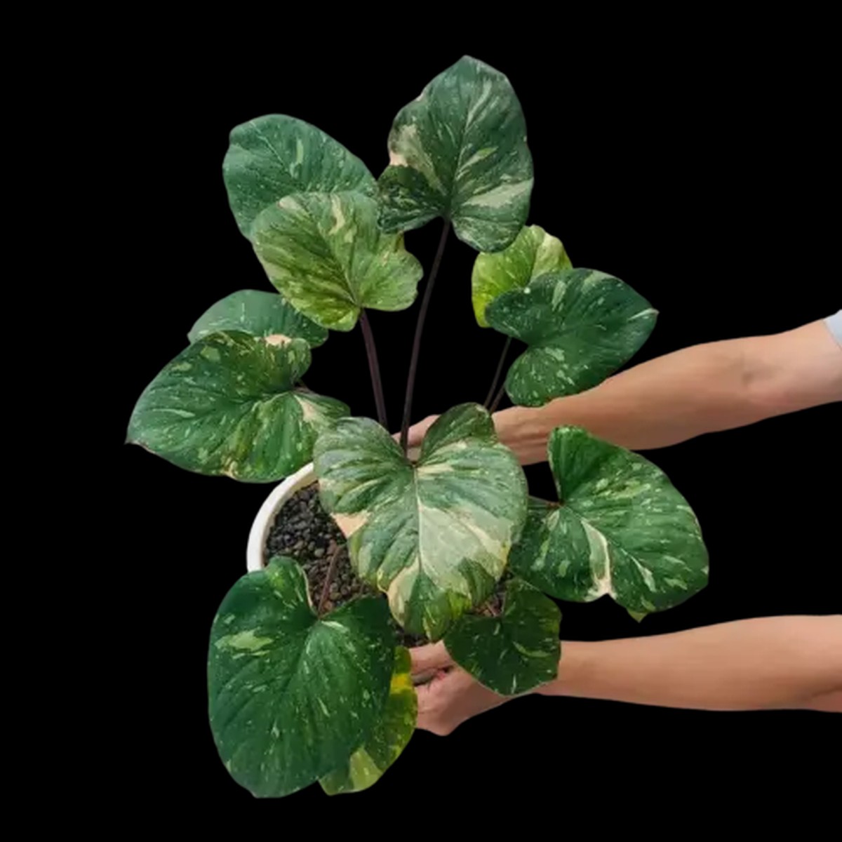 Homalomena Rubescens Maggy Variegated - Rare