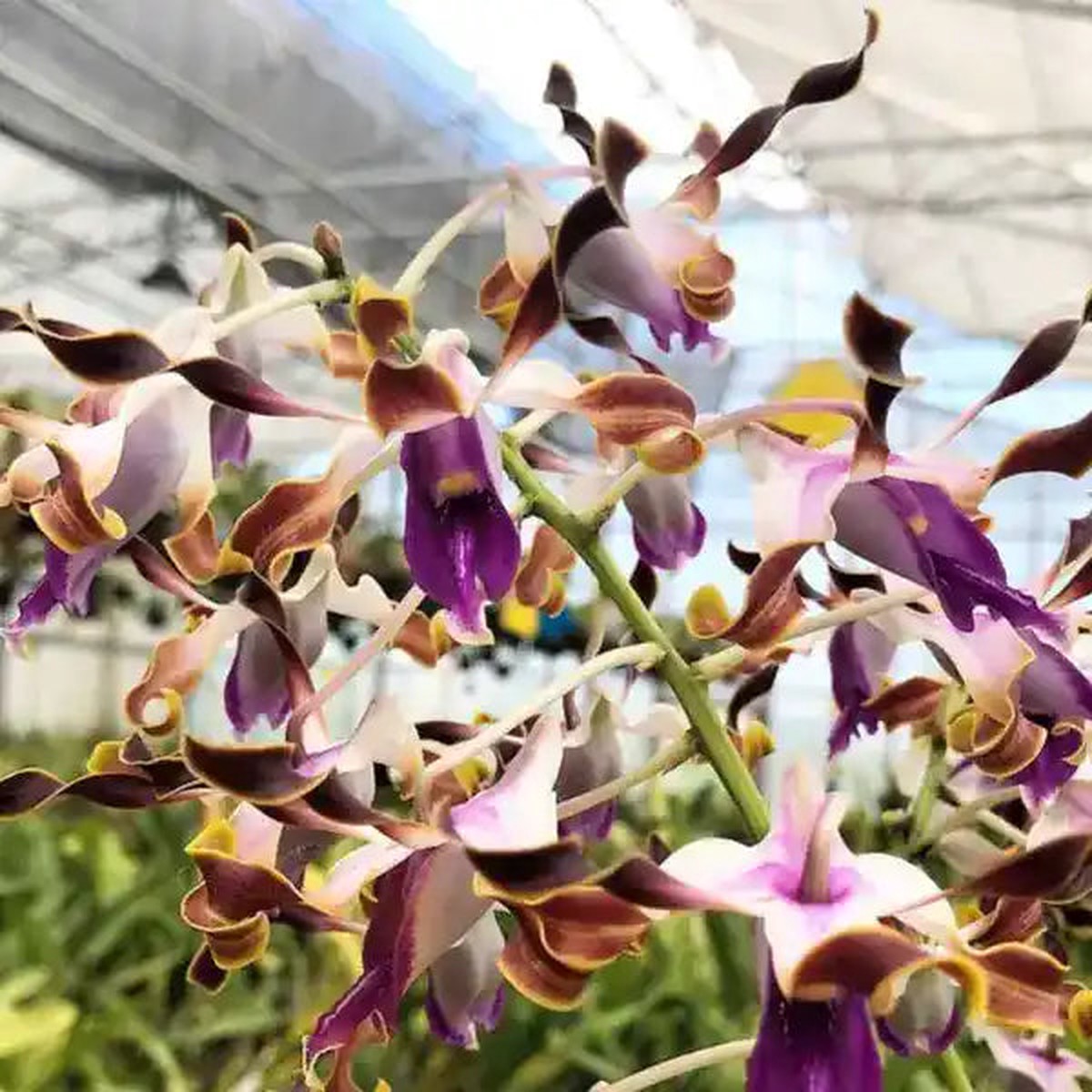 Dendrobium (DM-057)