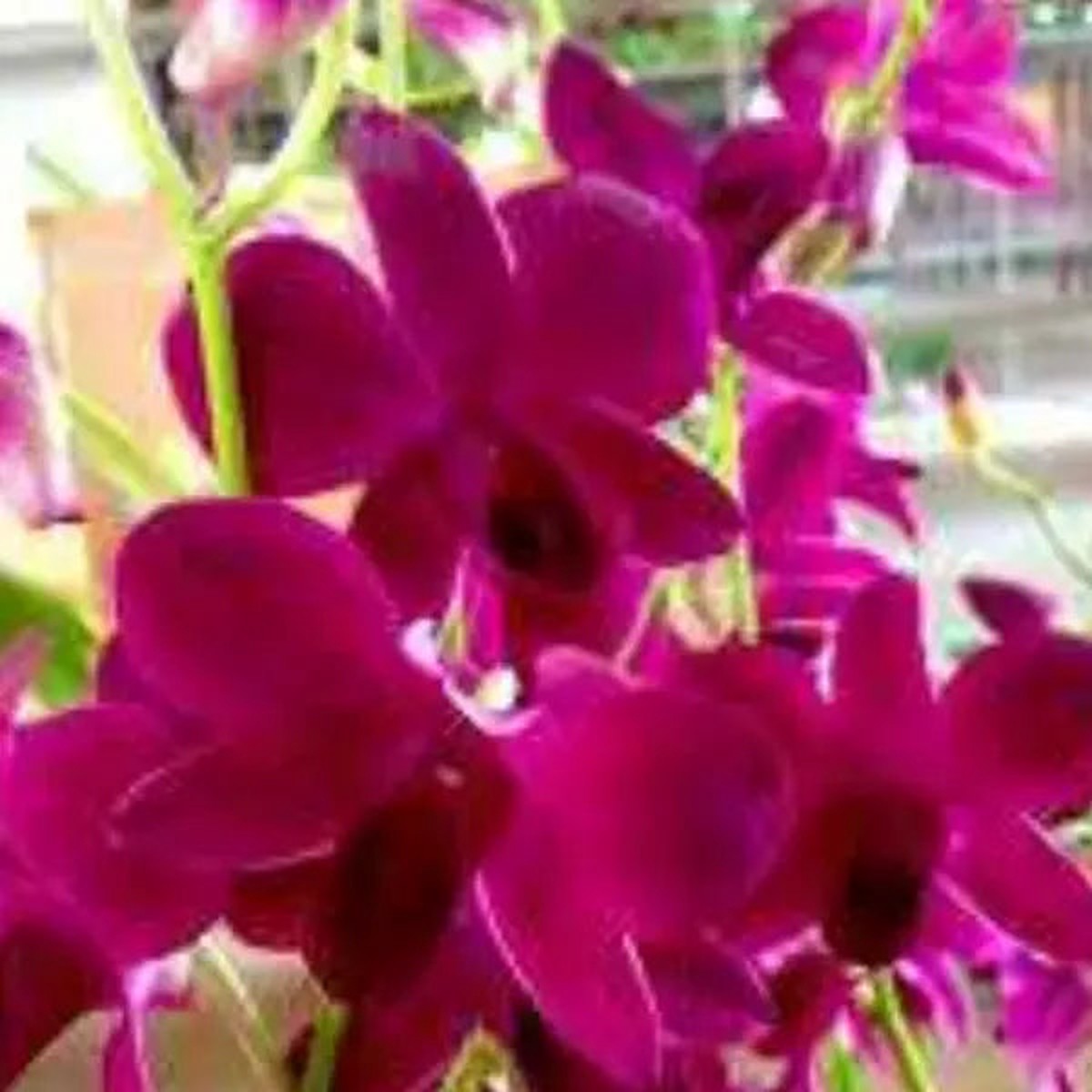 Dendrobium (DM-058)