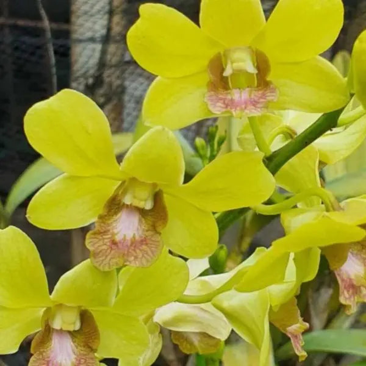 Dendrobium (DM-059)