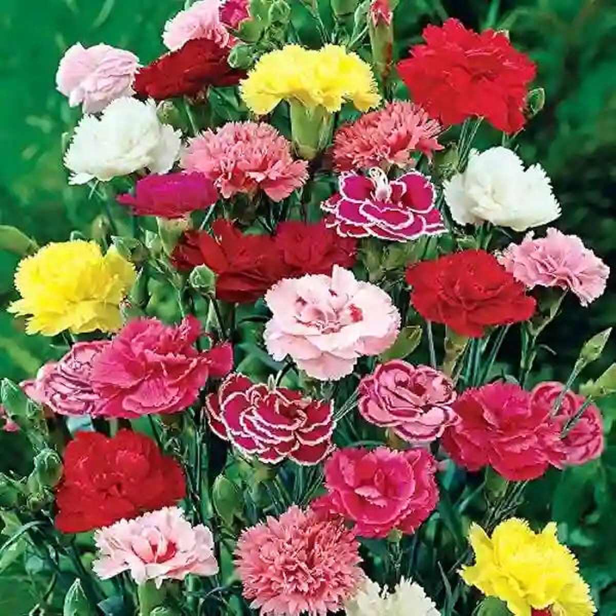 Carnation – Seeds