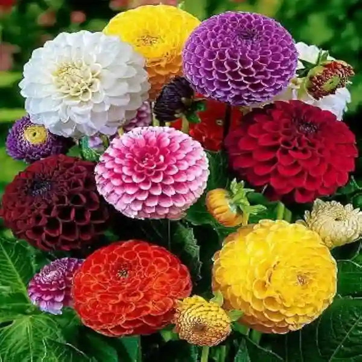 Dalia plant Seeds