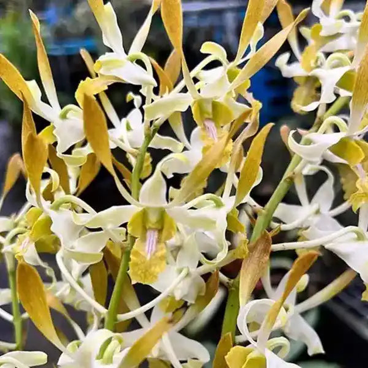Dendrobium (DM-052)