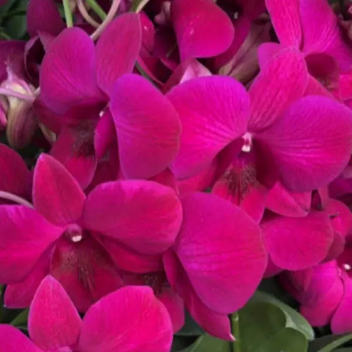 Dendrobium (DM-063)