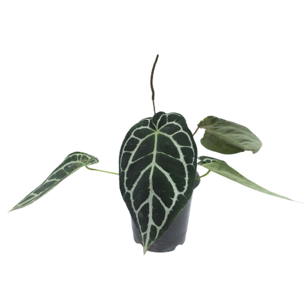 Anthurium Crystallinum Dark Form Plant (Potted)