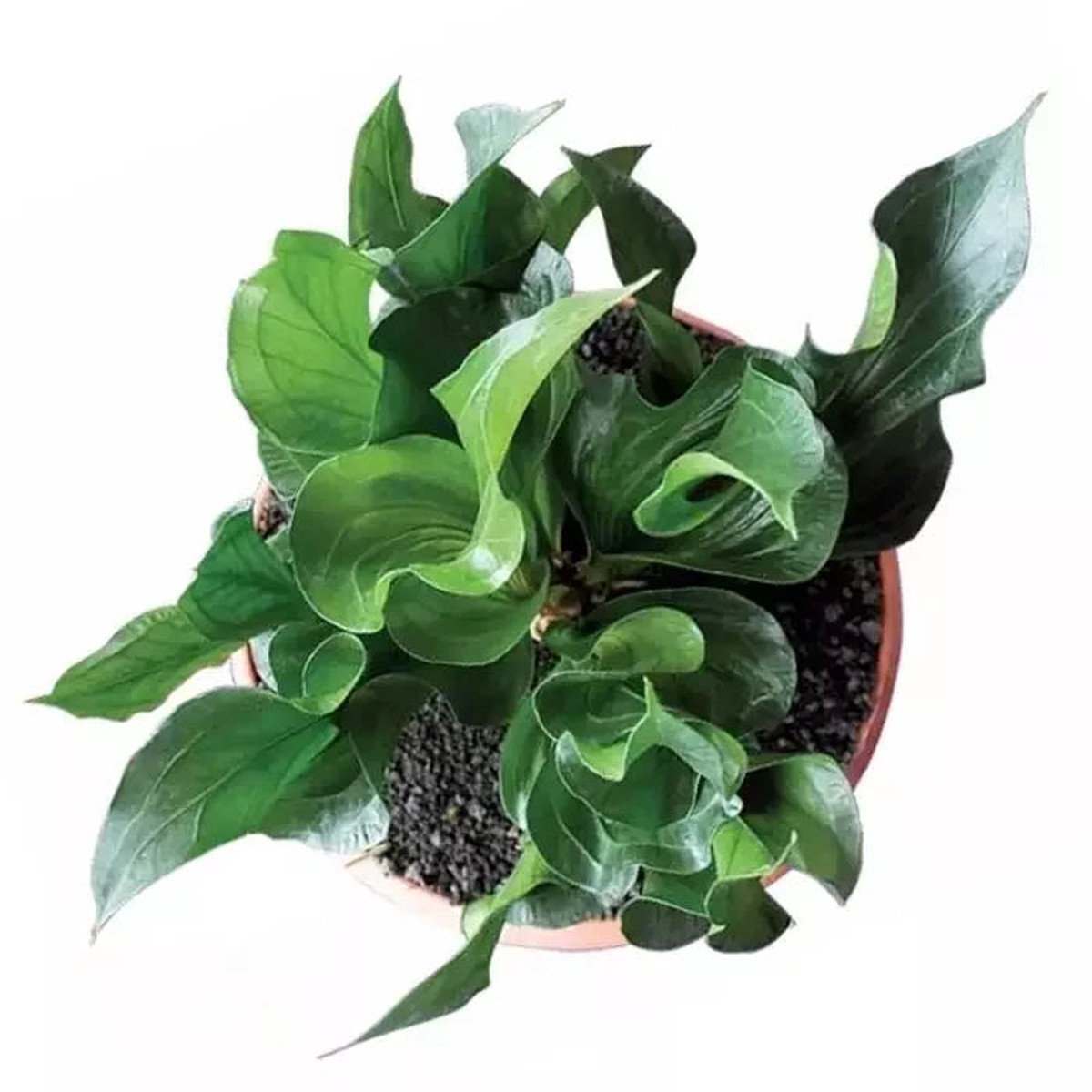 Jiffy Plants Rare Anthurium Red Obor Live Plant