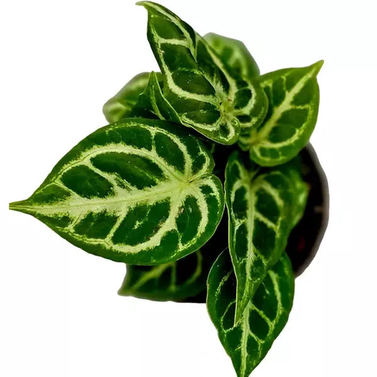 Rare Anthurium Silver Blush Miniature Plant