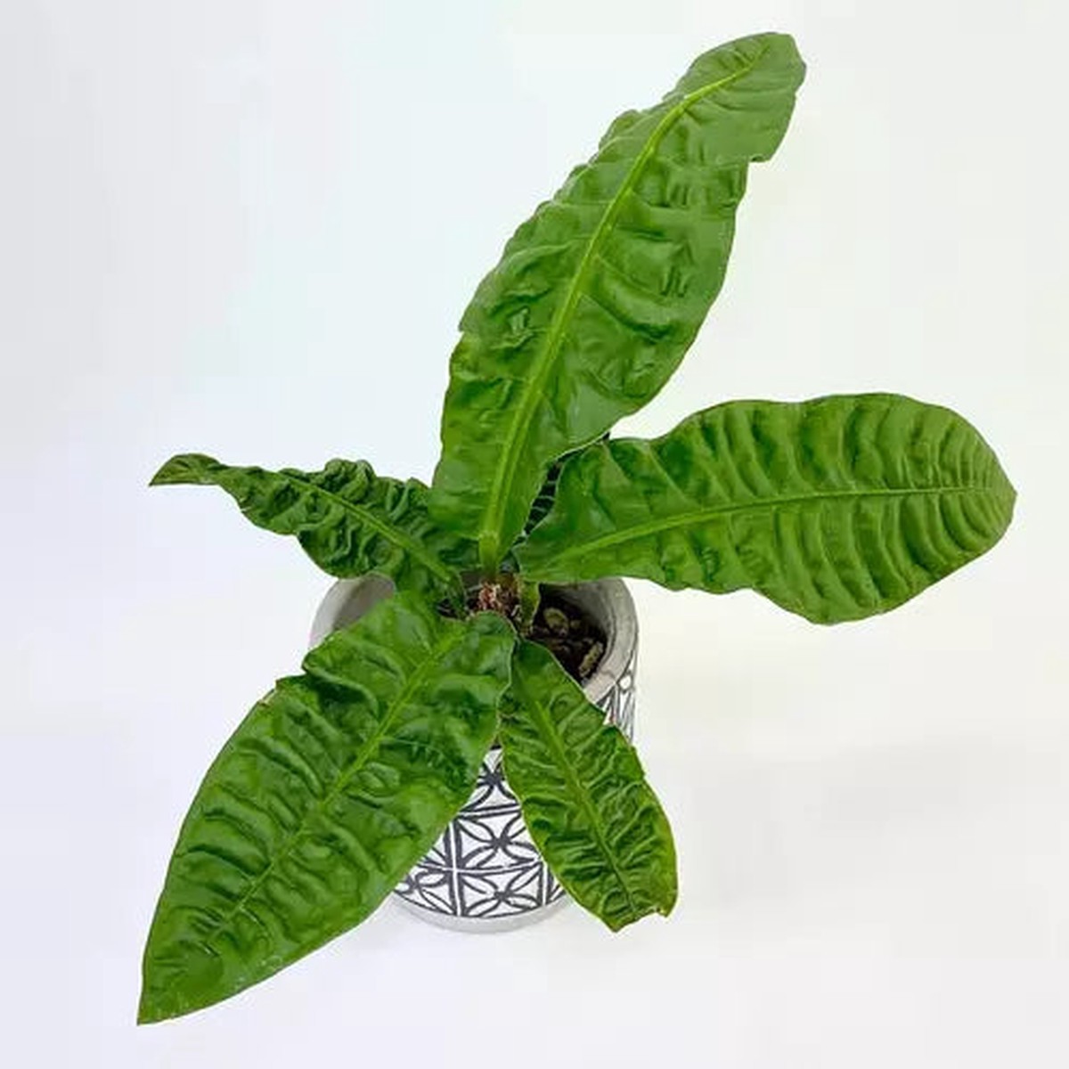 Jiffy Plants Rare Anthurium Reflexinervium Potted Plant