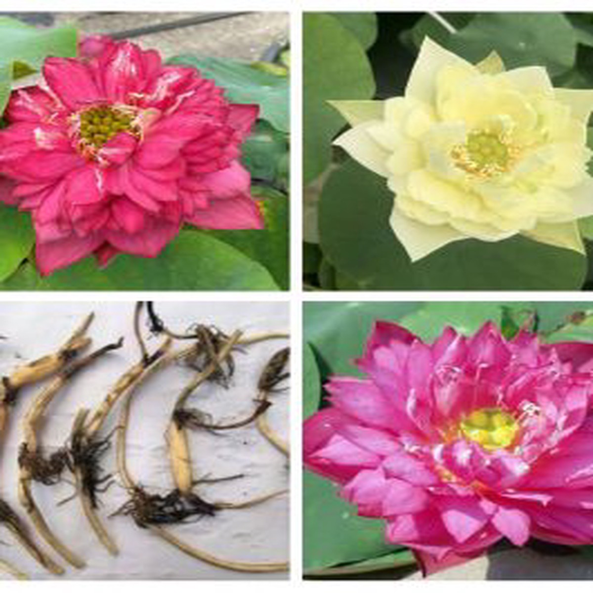 Lotus Tuber Combo: Red Philip, Yellow Peony, Lady Bingly TC Plant – Himadri Aquatics